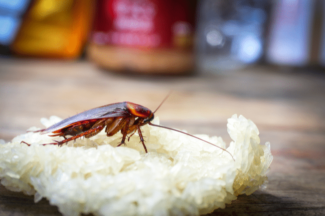 Close up cockroach eating sticky rice on wooden table