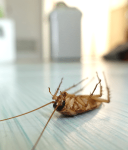 cockroach infestation nyc pest control extermination service