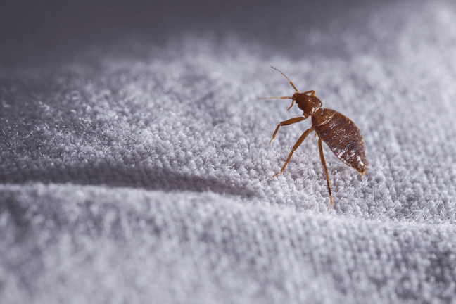 Bed bug Cimex lectularius on white linen