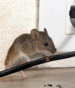 mice and mouse pest control service nyc