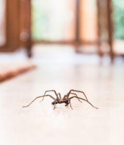 spiders in home, local spider exterminators