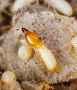 insect pest control service for termites in home