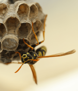wasp exterminators pest control service new york