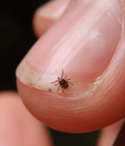 TIny tick sitting on tip of human finger