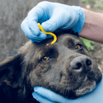 Human hands in blue gloves remove the tick with removal tool off of the dog