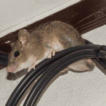 Large brown rat in house