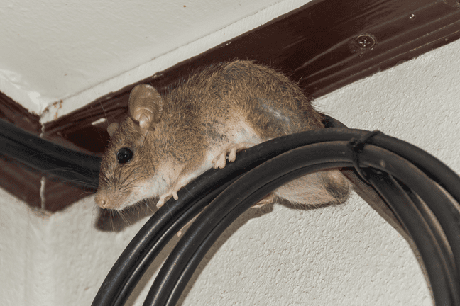 Large brown rat in house