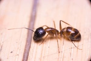 nyc sugar ant extermination