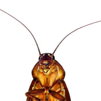 cockroach found in woman's ear