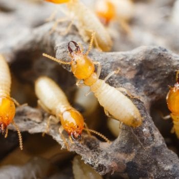 what to do if im bitten by a termite