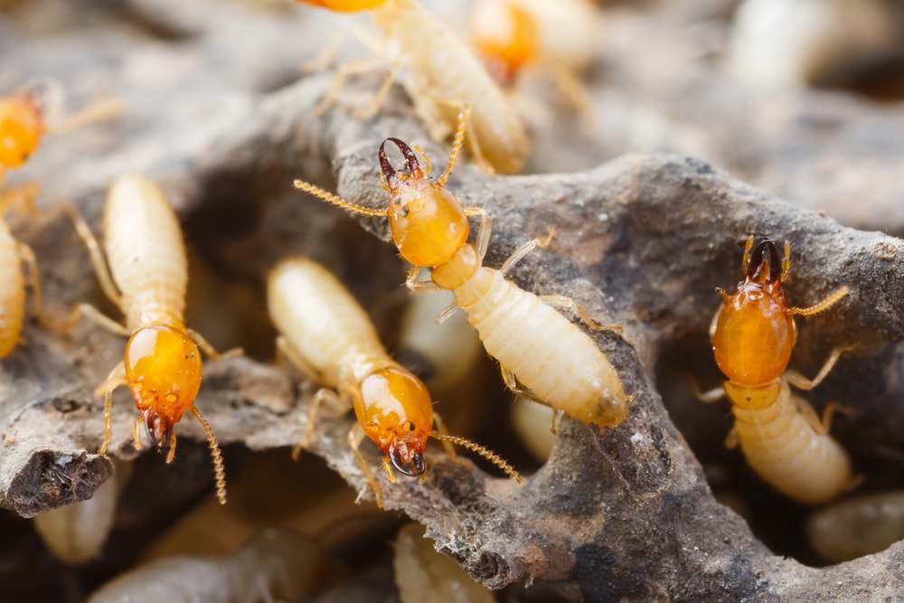Do Termites Bite People?